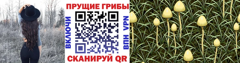 Псилоцибиновые грибы Psilocybe  даркнет сайт  Альметьевск 